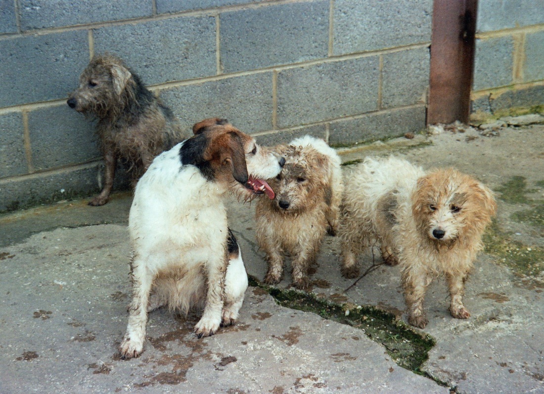 Breed Standard Sporting Lucas Terrier Association Website